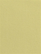 DK61731 343 Cactus