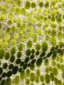 Finch Peridot Velvet Jacquard