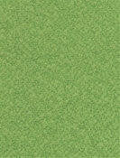 Mercer Parrot P. Kaufmann Boucle