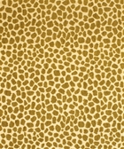 Perdita 12114 M9641 Lichen