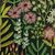 Wildflower Embroidery Twighlight P/K Lifestyles