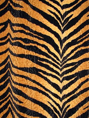 Bengali Gold Tiger
