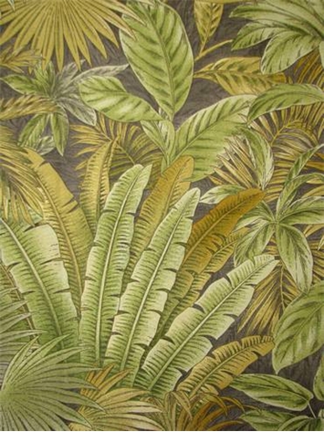 Bahamian Breeze Fossil