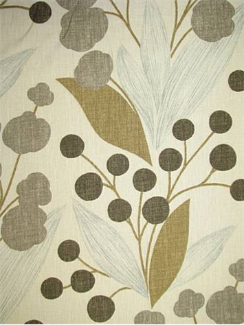Capparis Raffia 611