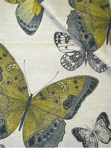 Madame Butterfly Citron