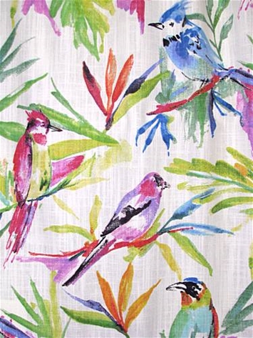 Songbird Tropics