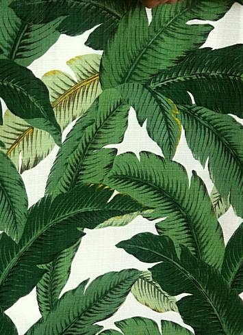 Swaying Palms Aloe Indoor