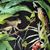 Tropical Midnight Monkey Jungle