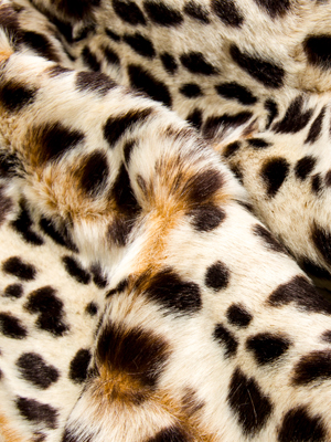 QUEEN CHEETAH CHOCOLATE