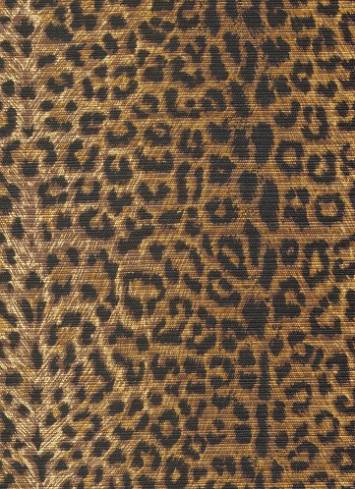 Cheetah Earth