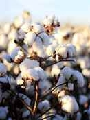 Cotton Fabric Information